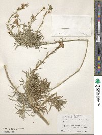 Erysimum bicolor image
