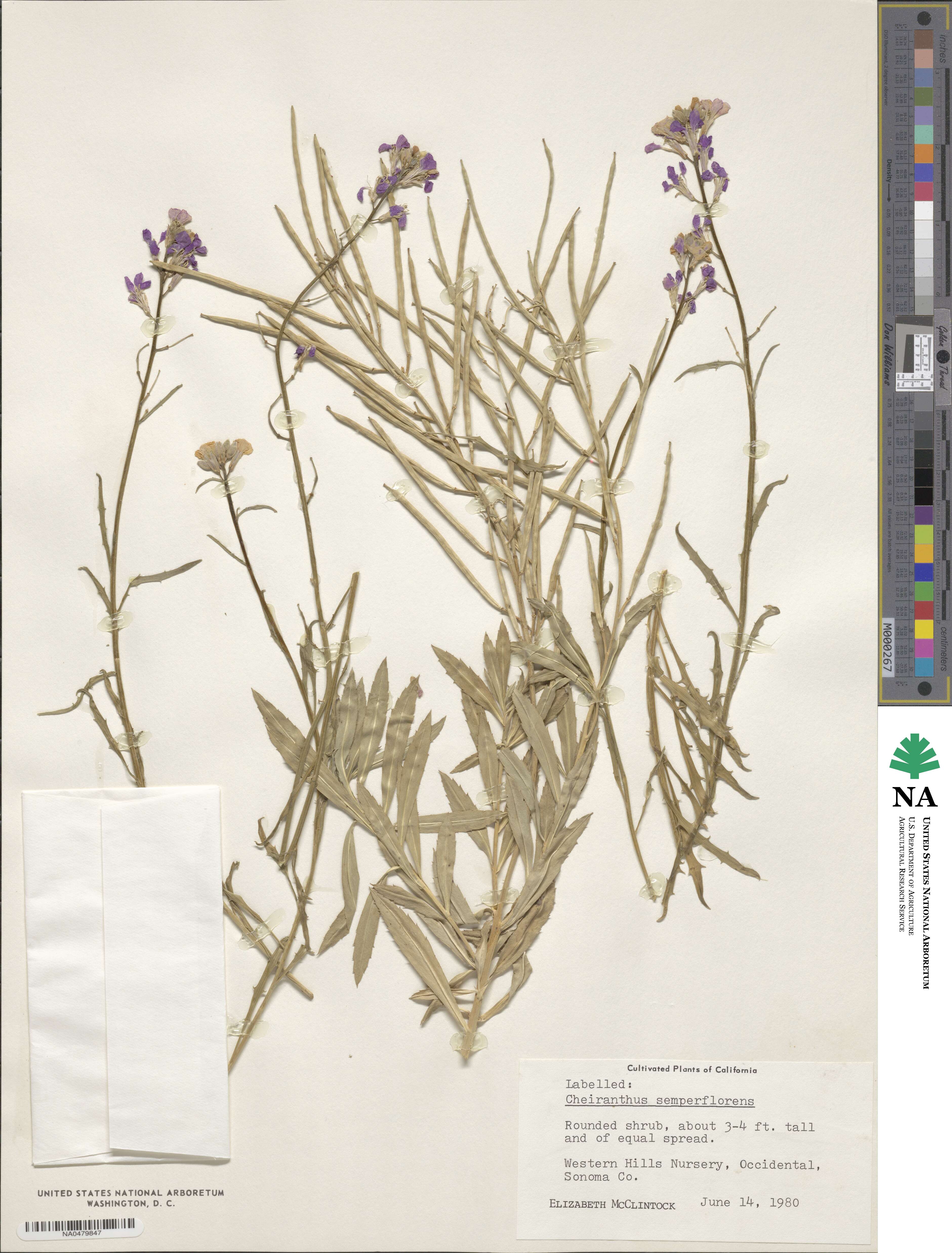 Erysimum semperflorens image