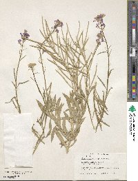 Erysimum semperflorens image