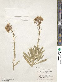 Erysimum semperflorens image