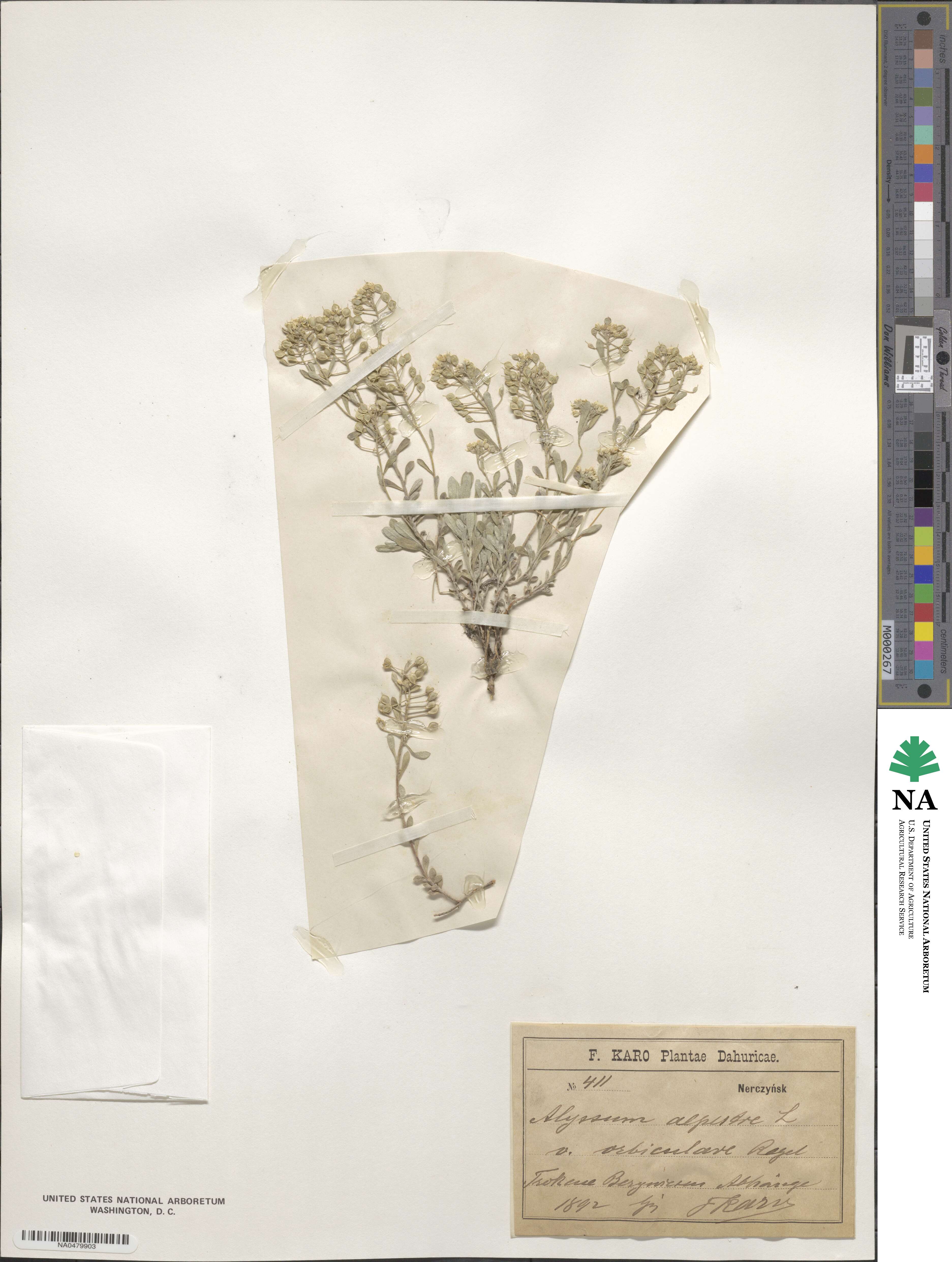 Odontarrhena alpestris image