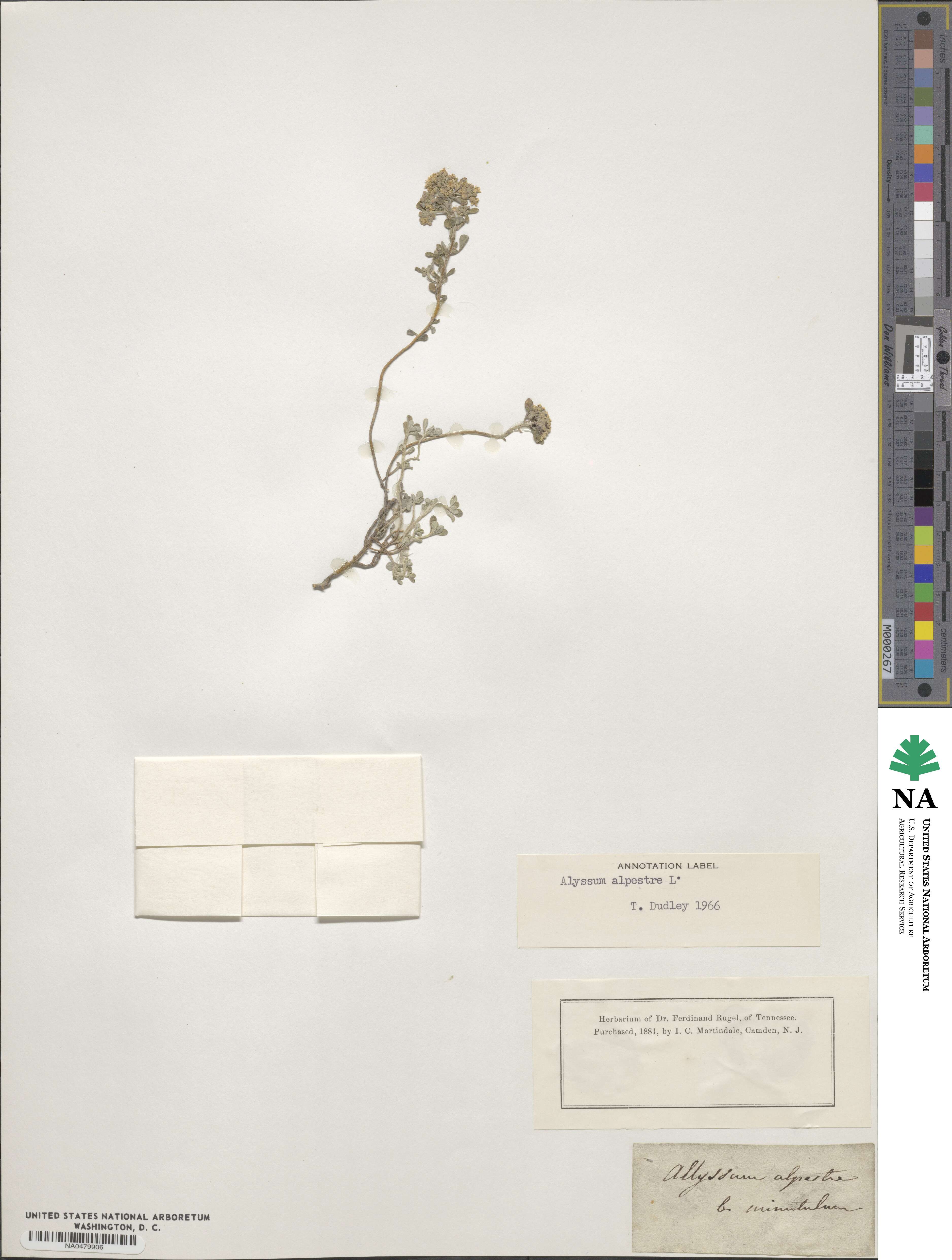 Odontarrhena alpestris image