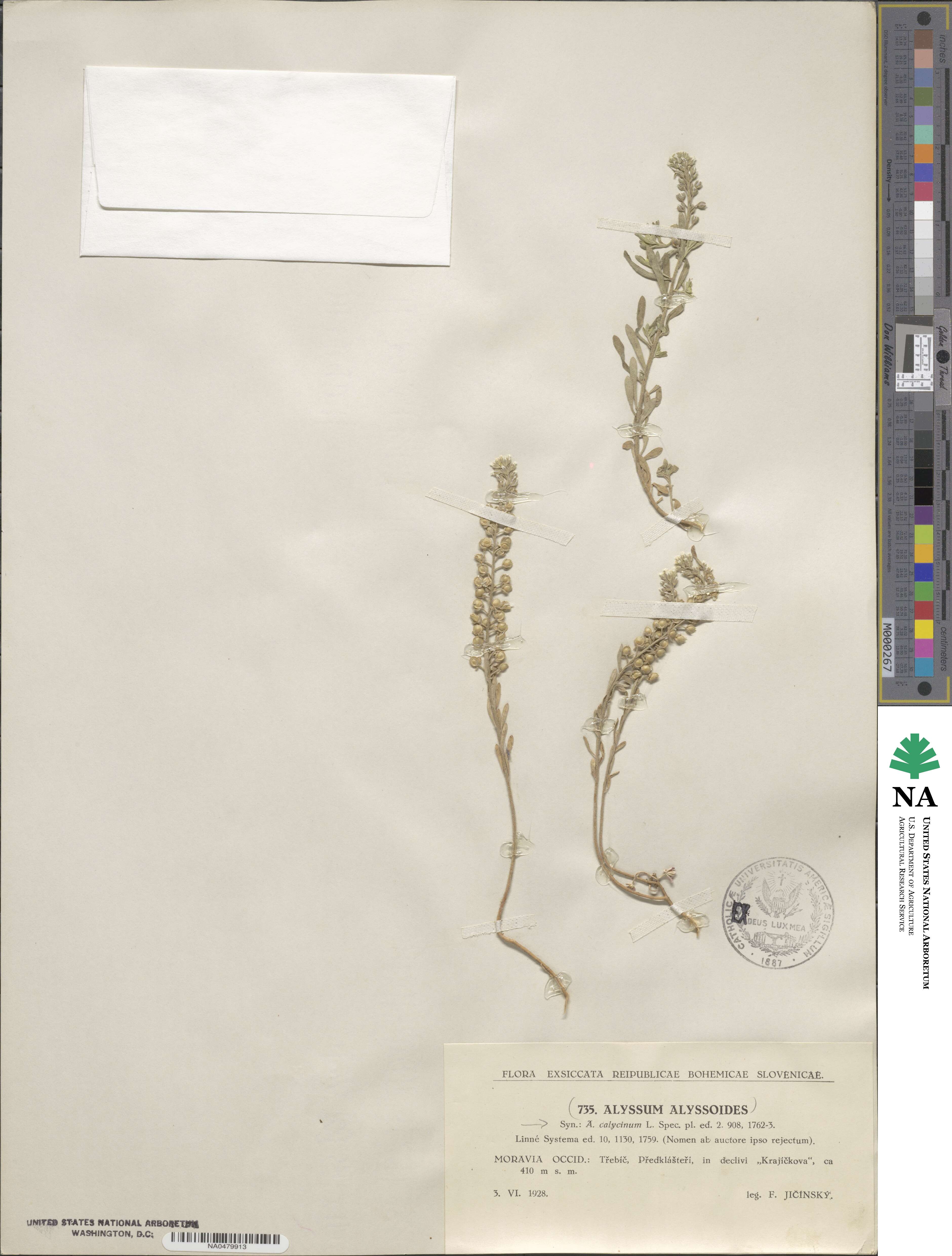Alyssum alyssoides image
