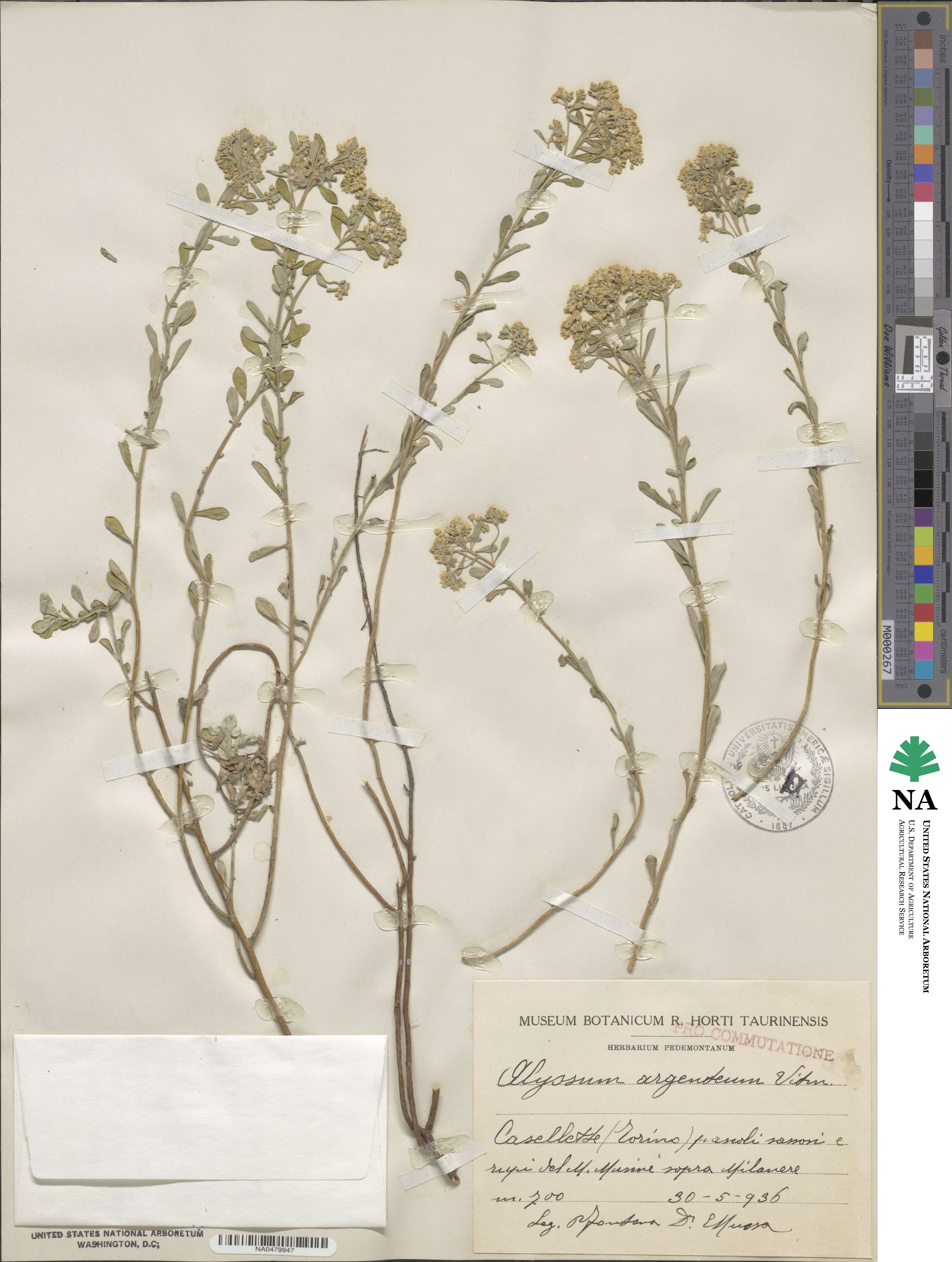 Alyssum argenteum image