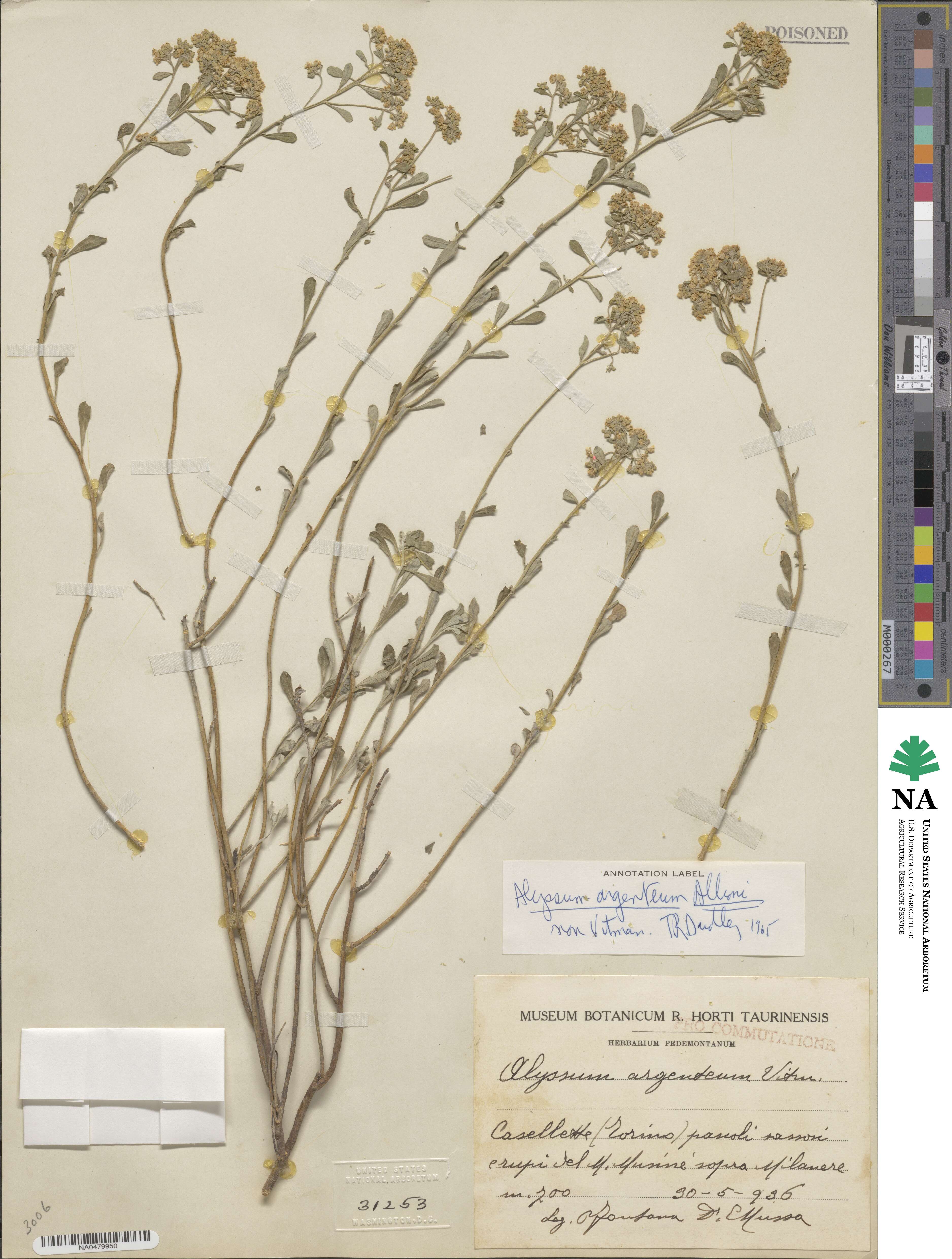 Alyssum argenteum image