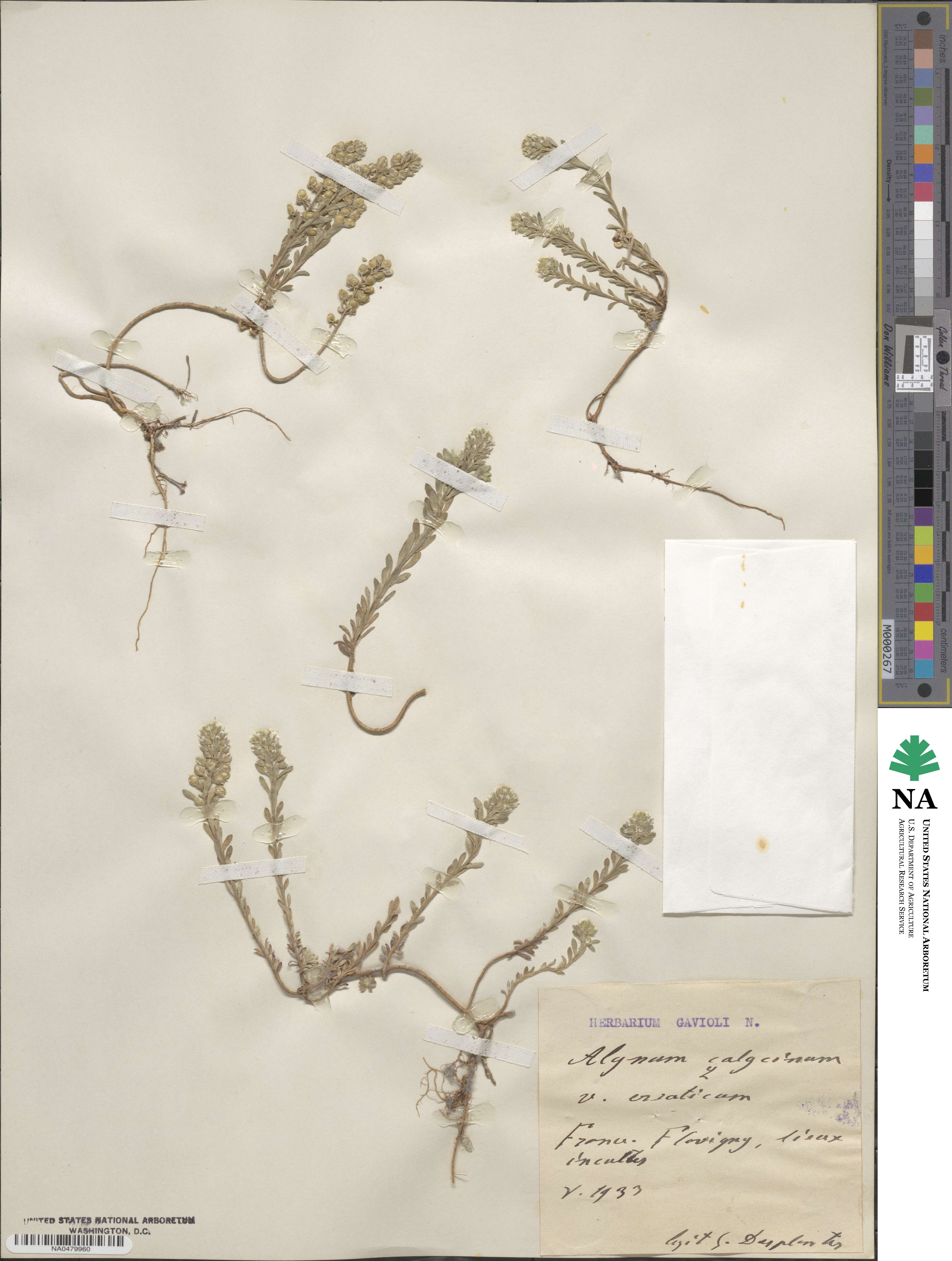 Alyssum alyssoides image