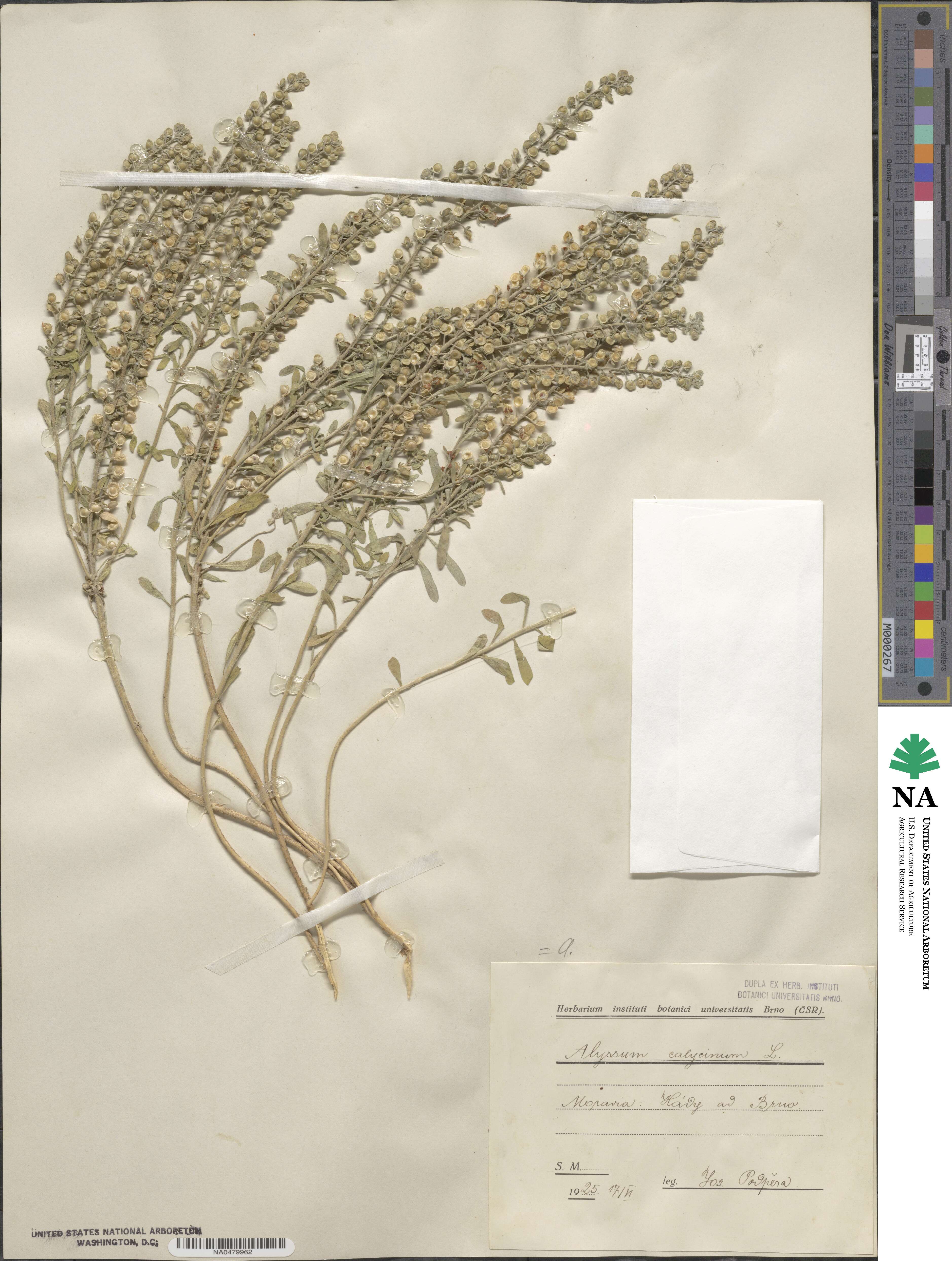 Alyssum alyssoides image