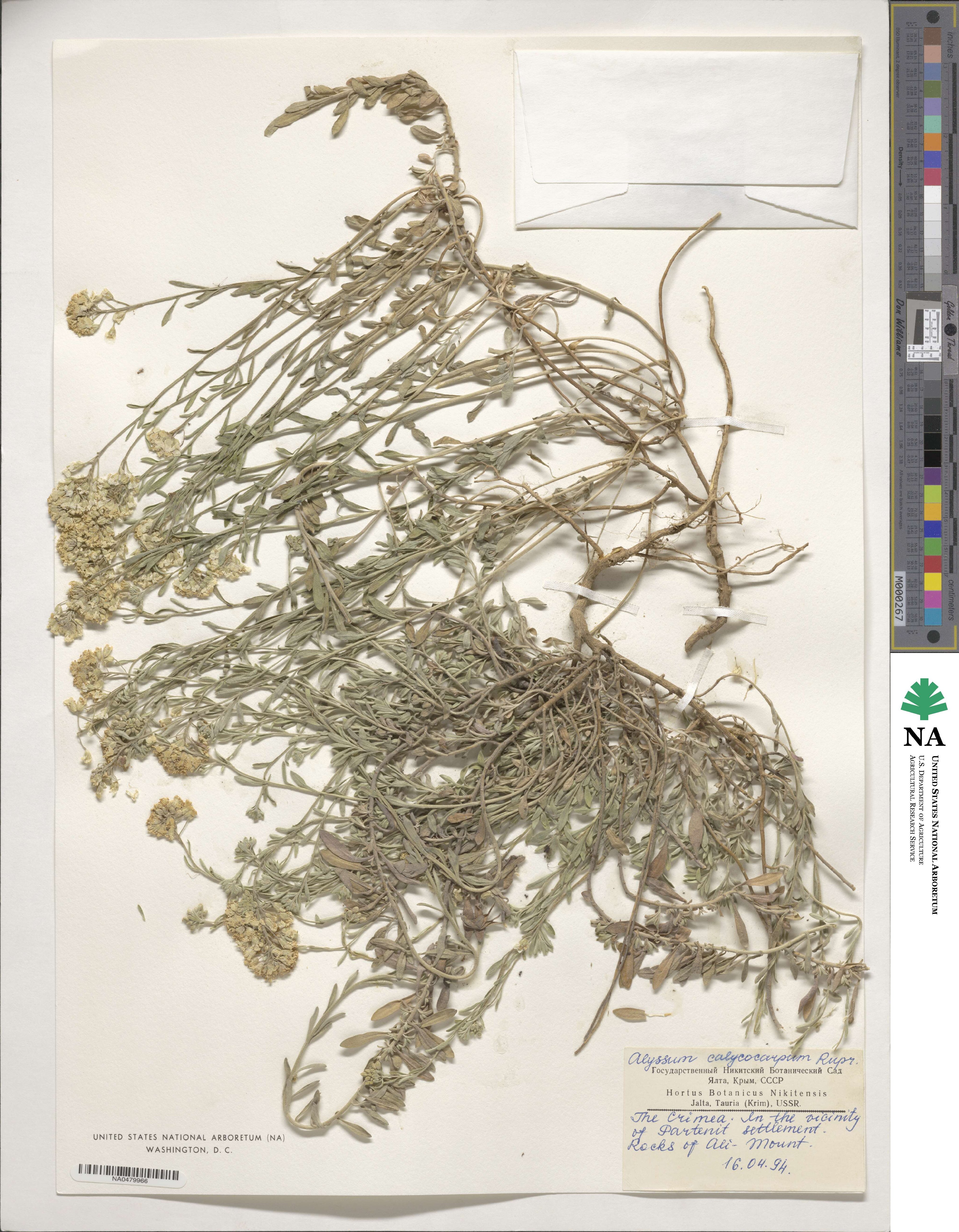 Alyssum calycocarpum image