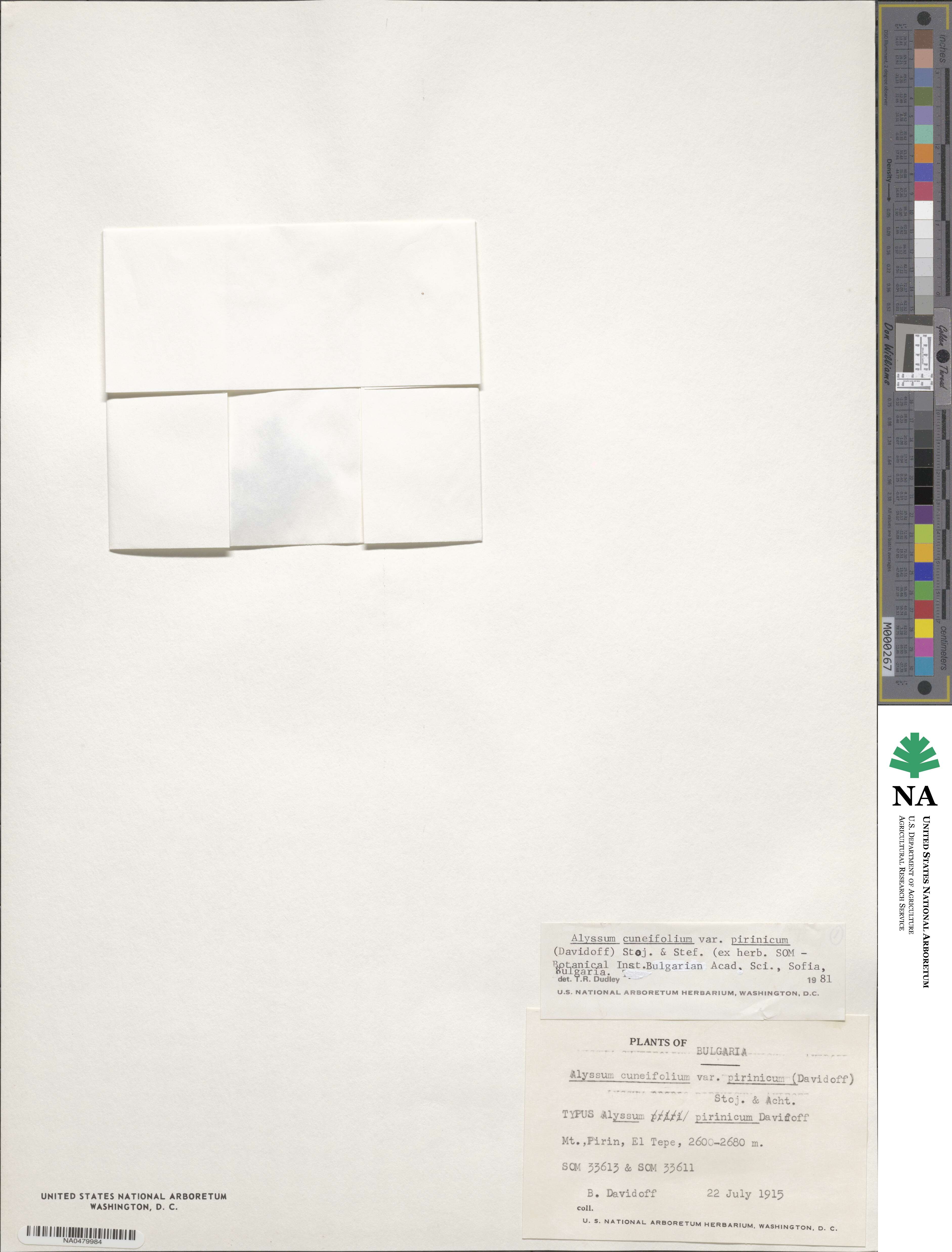 Alyssum pirinicum image