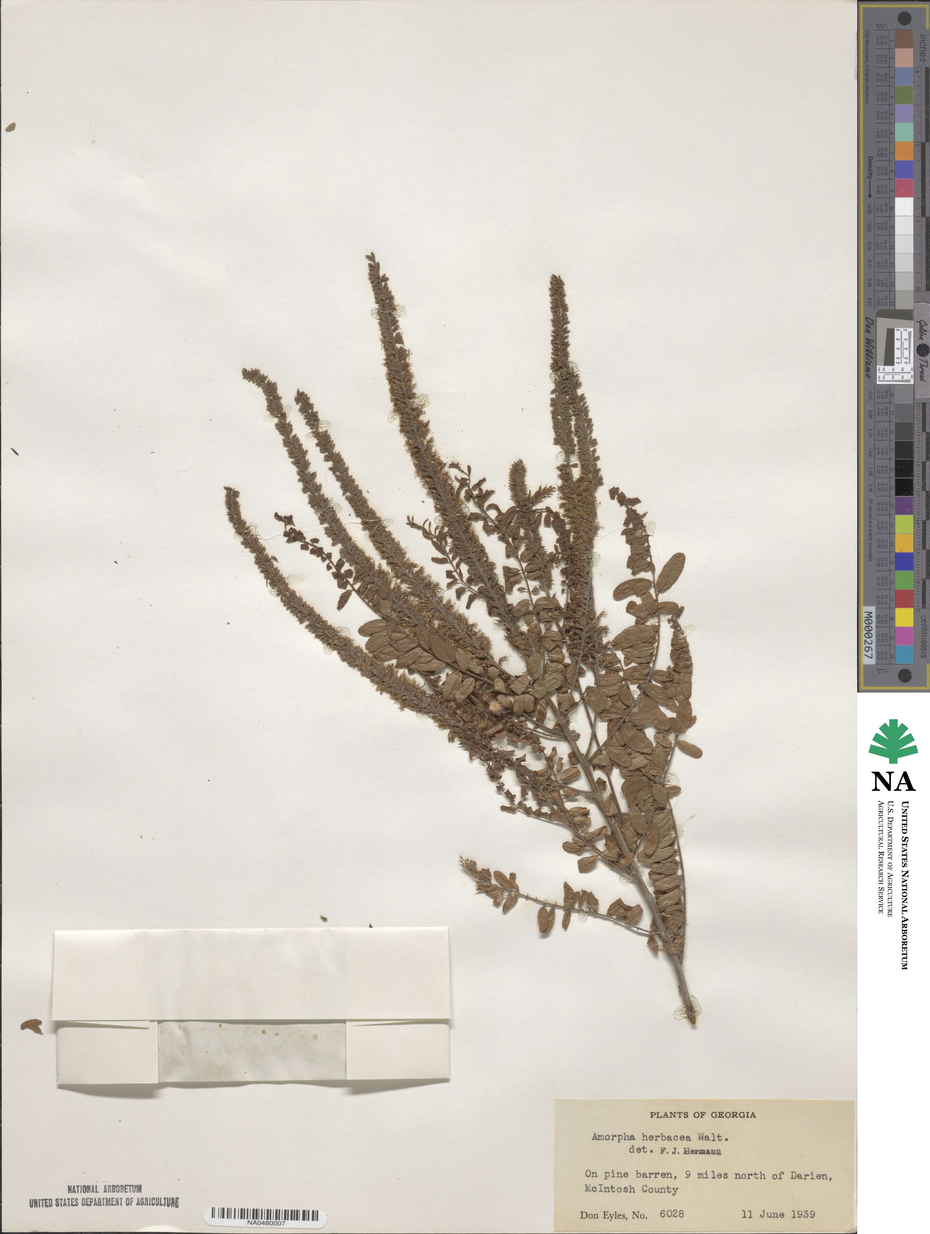 Amorpha herbacea image