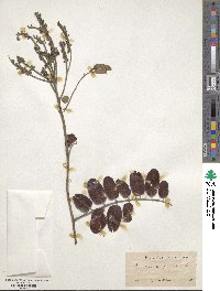 Amorpha paniculata image