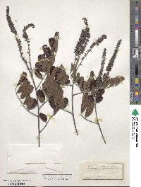 Amorpha paniculata image