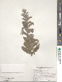 Amorpha canescens image