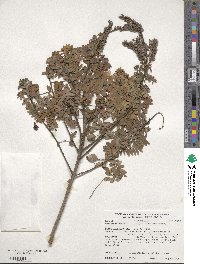 Amorpha canescens image