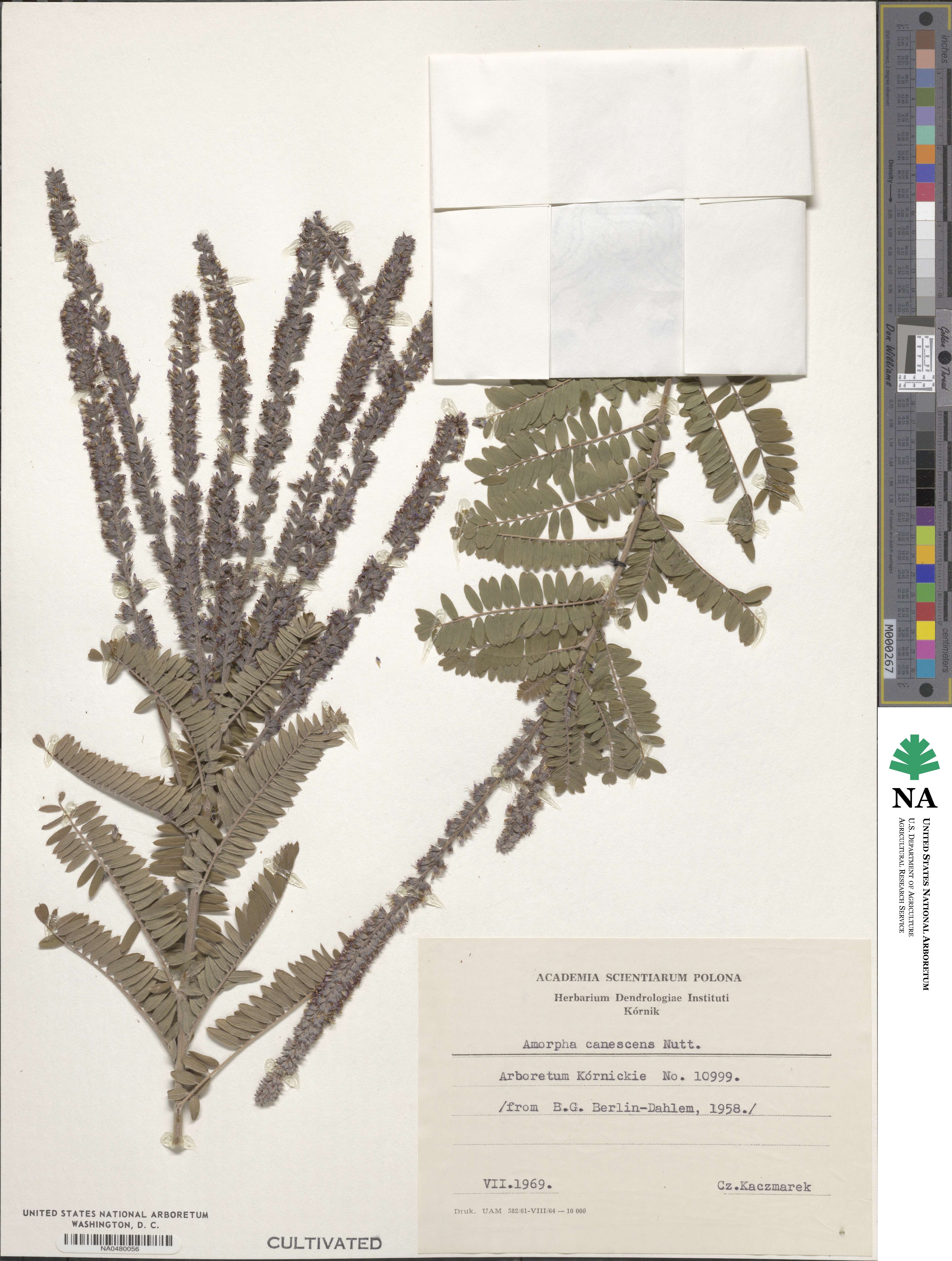 Amorpha canescens image