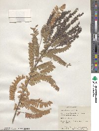 Amorpha canescens image