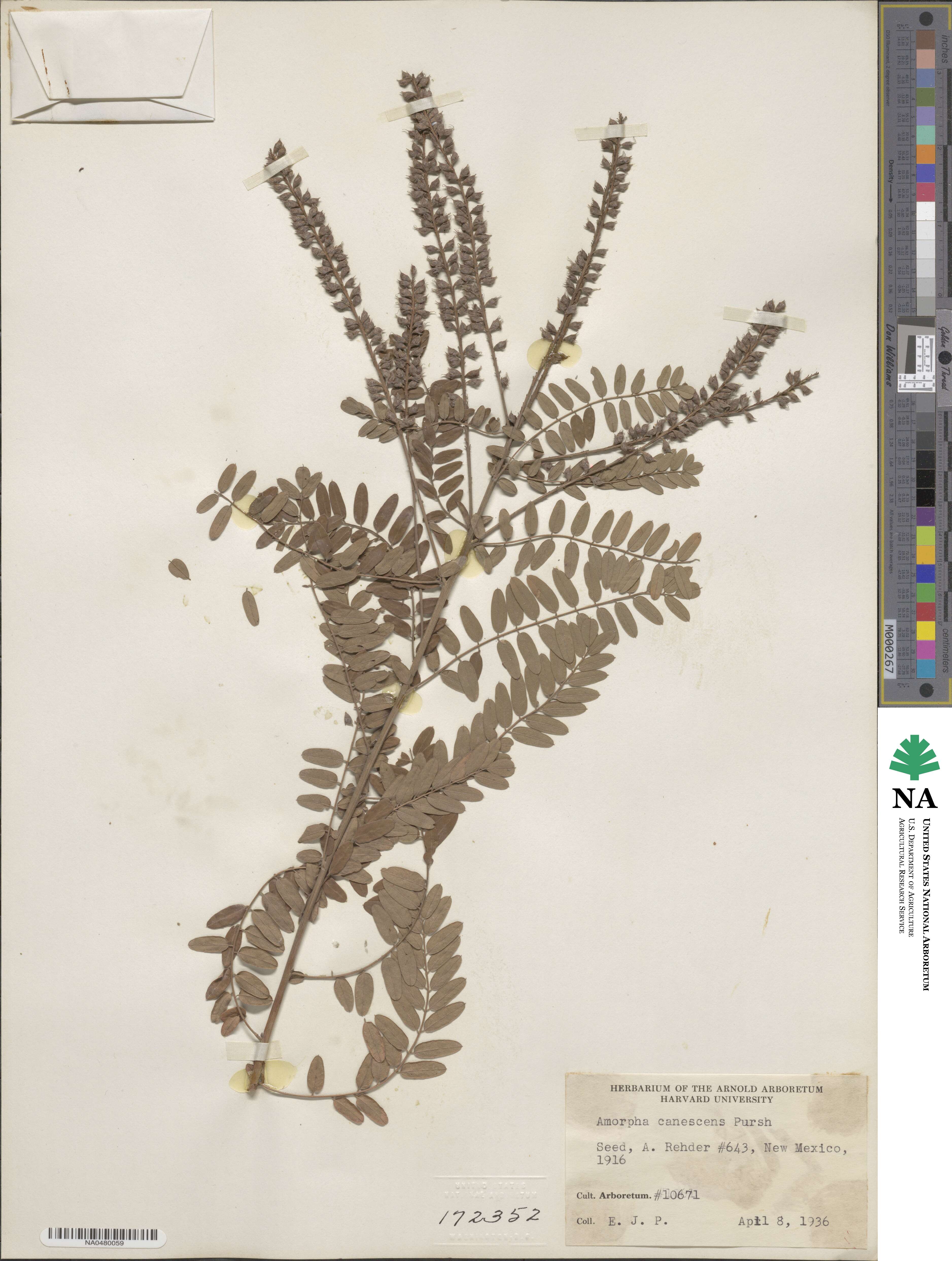Amorpha canescens image