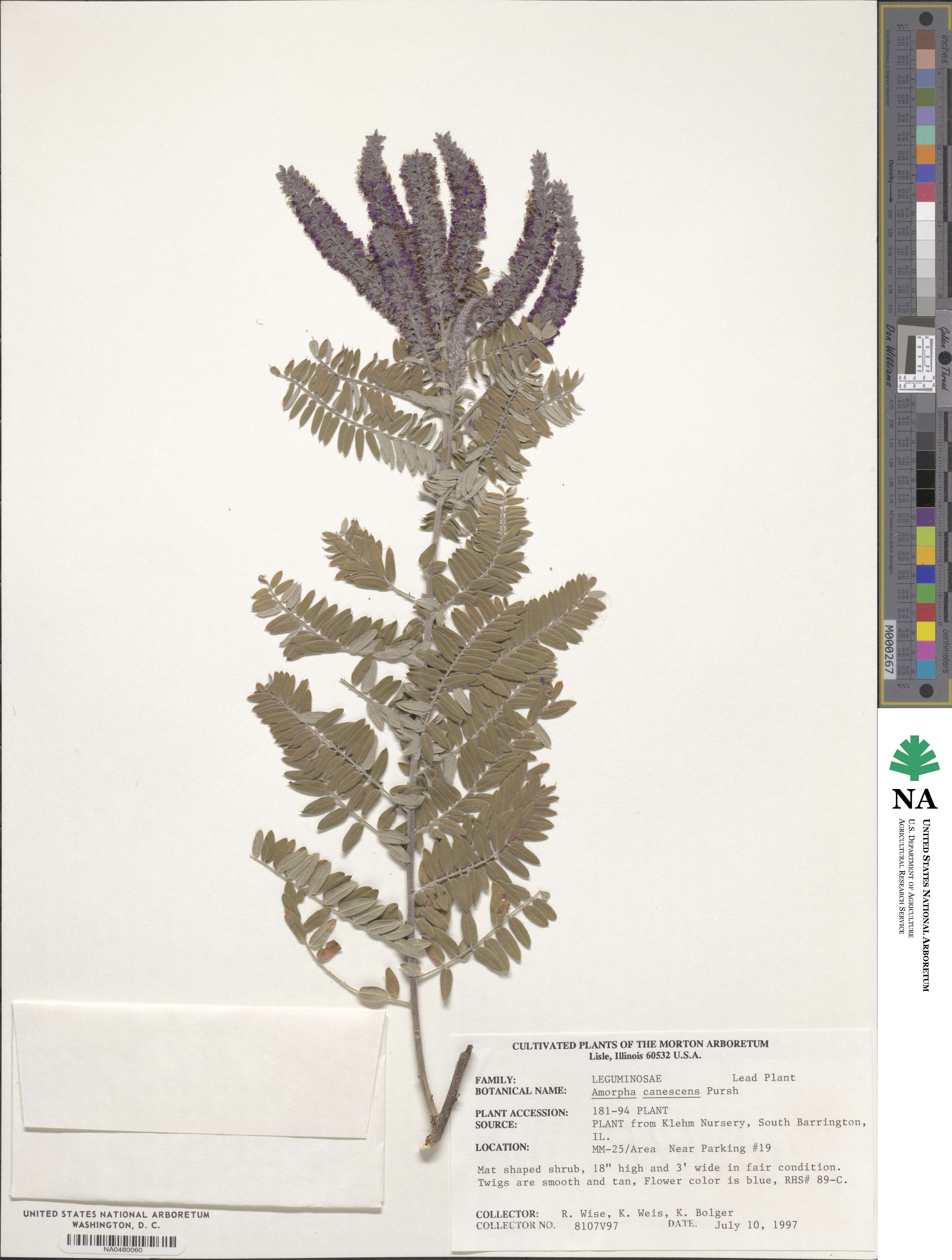 Amorpha canescens image