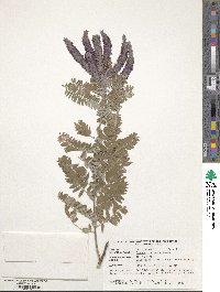 Amorpha canescens image