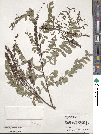 Image of Amorpha crenulata