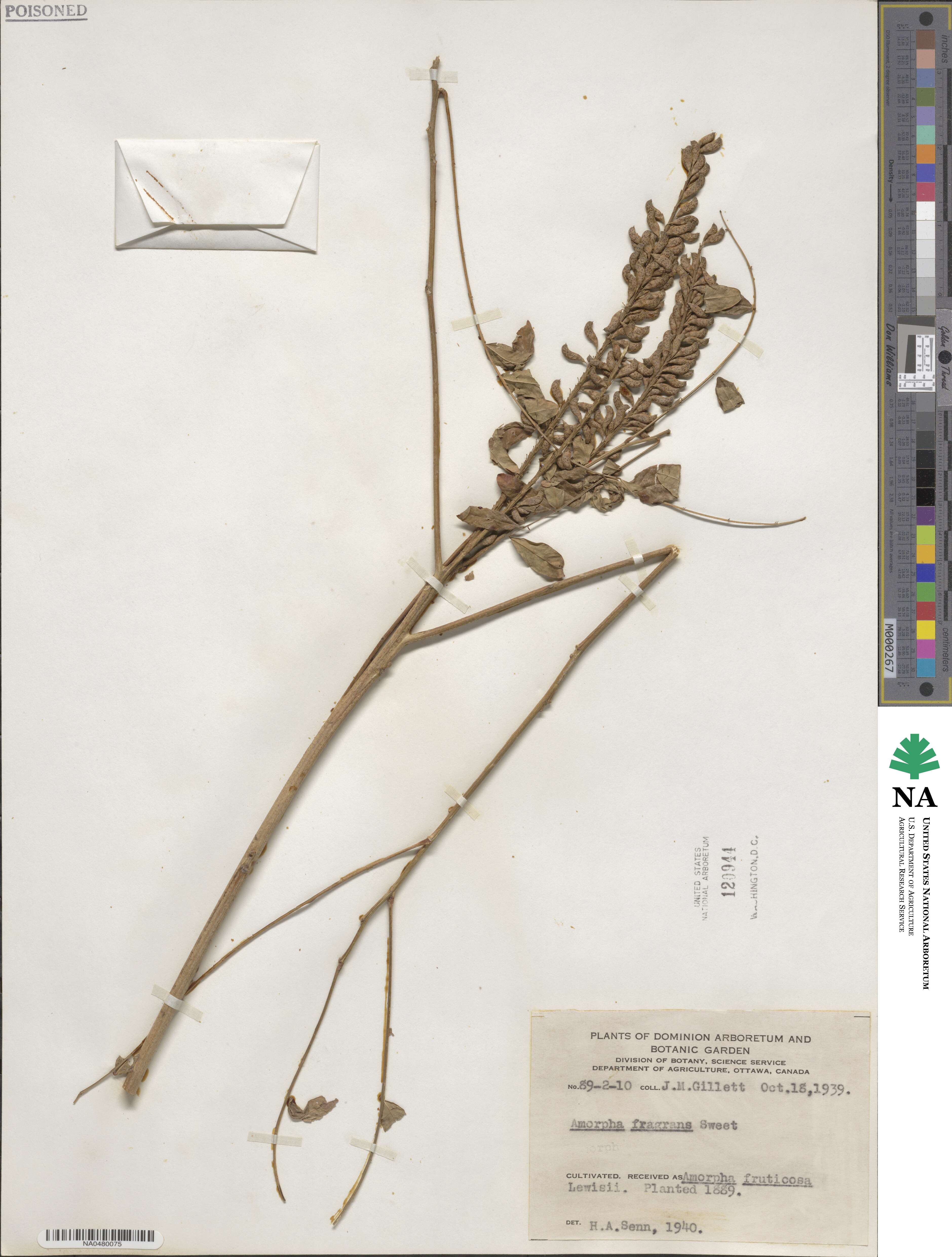 Amorpha fruticosa image