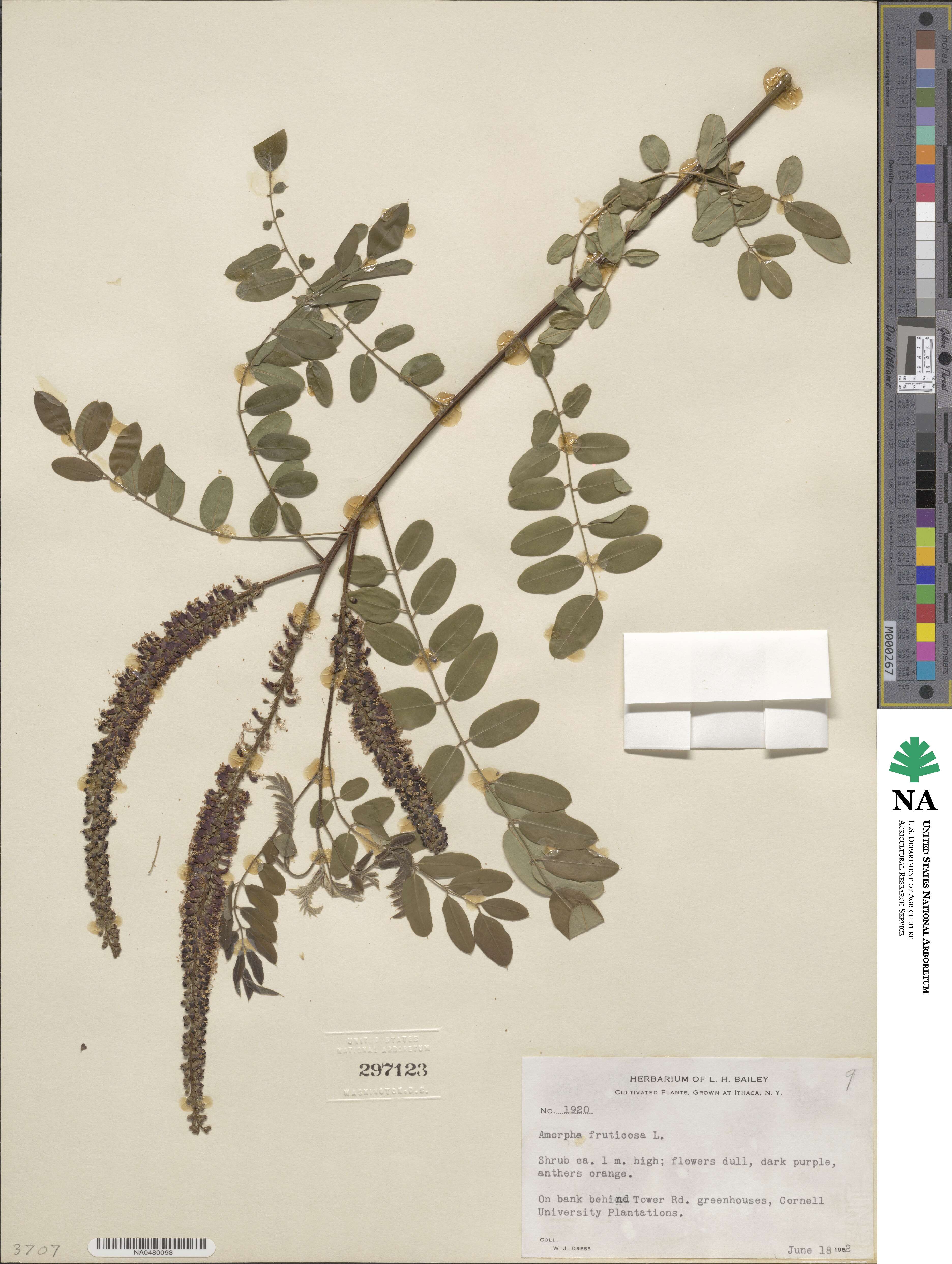 Amorpha fruticosa image