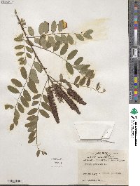 Amorpha fruticosa image