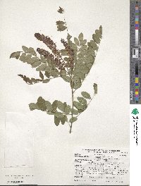 Amorpha fruticosa image