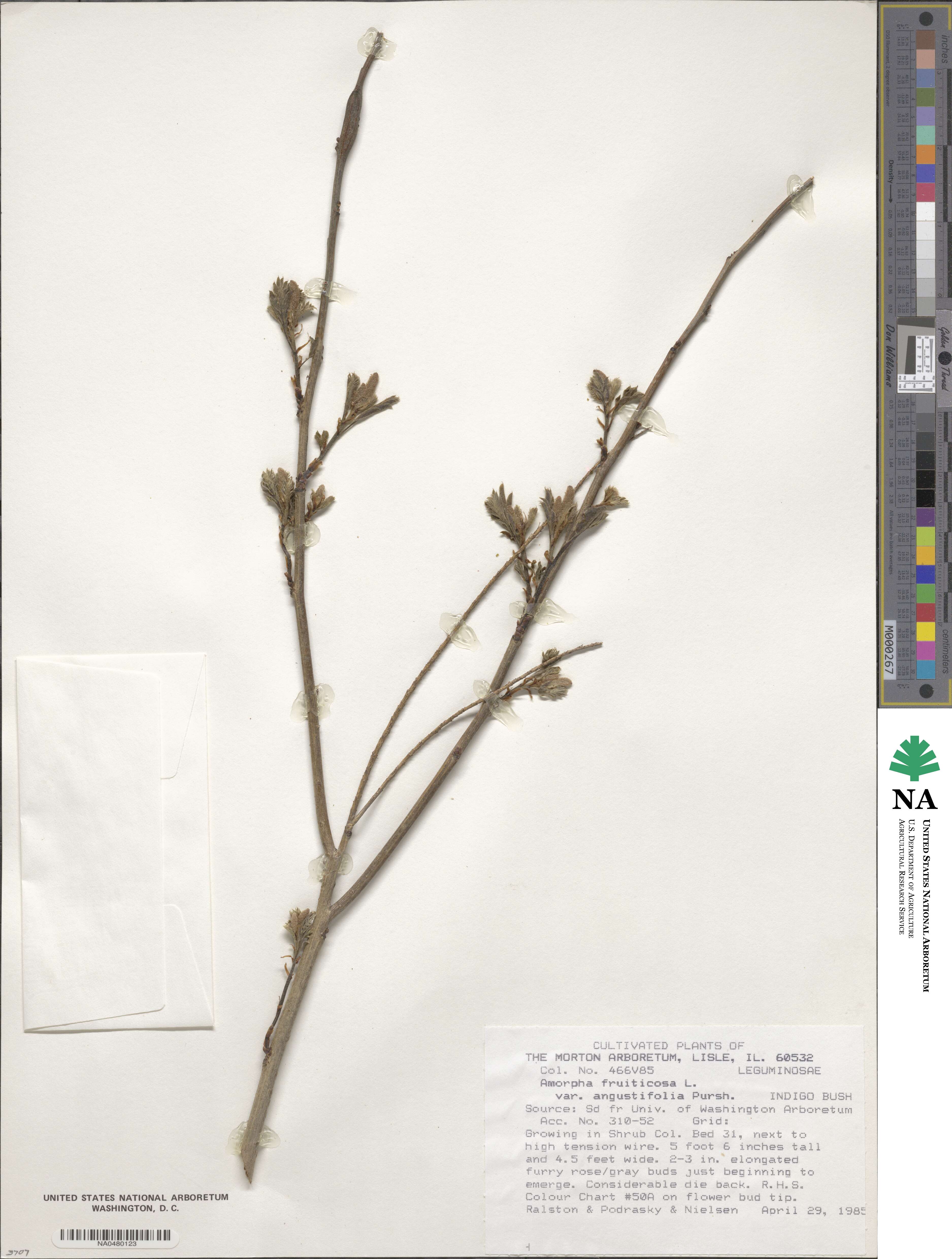 Amorpha fruticosa image