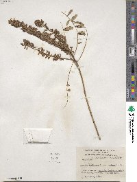 Amorpha fruticosa image