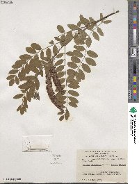 Amorpha fruticosa image