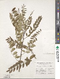 Amorpha fruticosa image