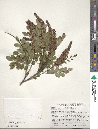 Amorpha glabra image