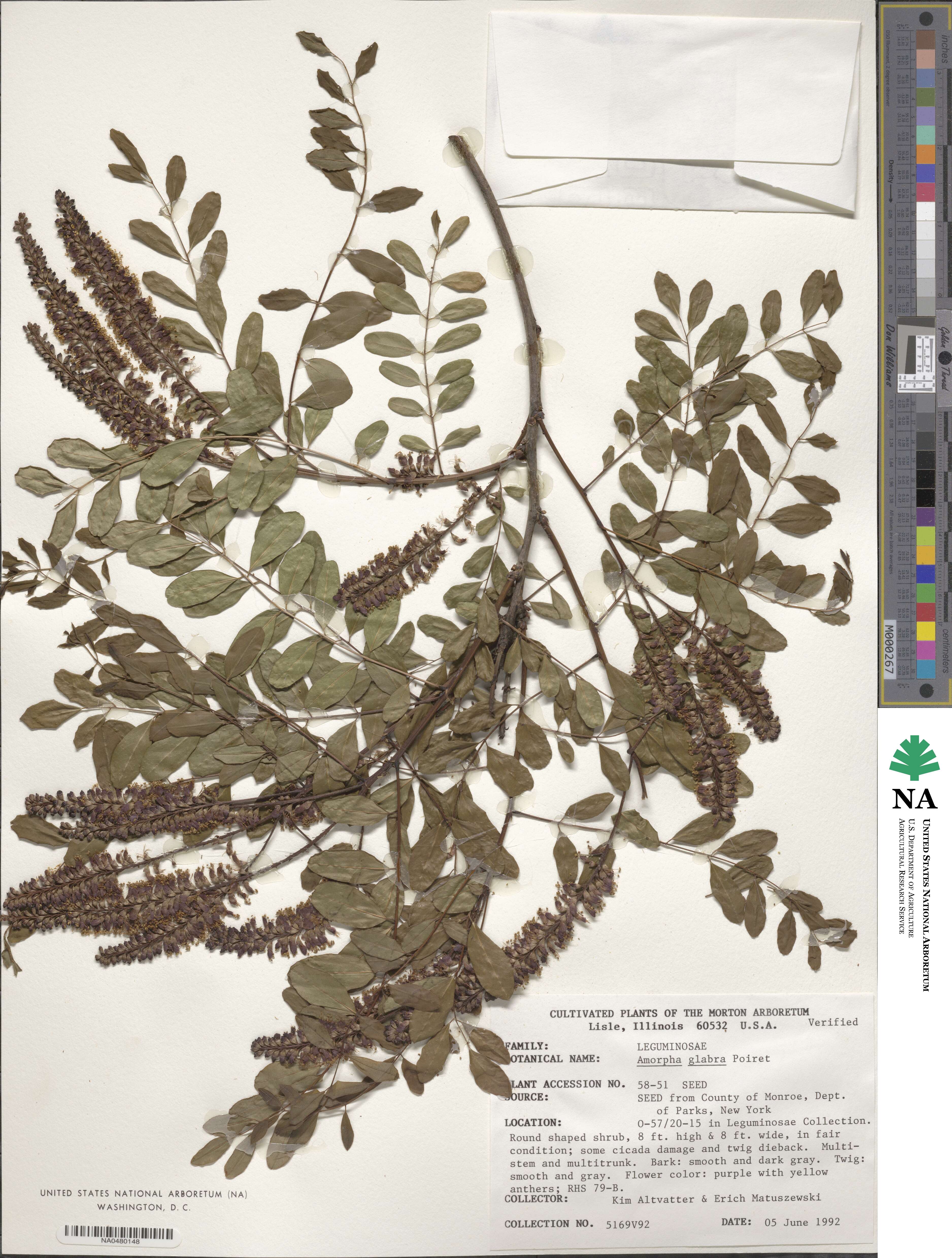 Amorpha glabra image