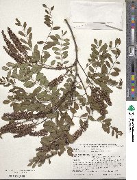 Amorpha glabra image