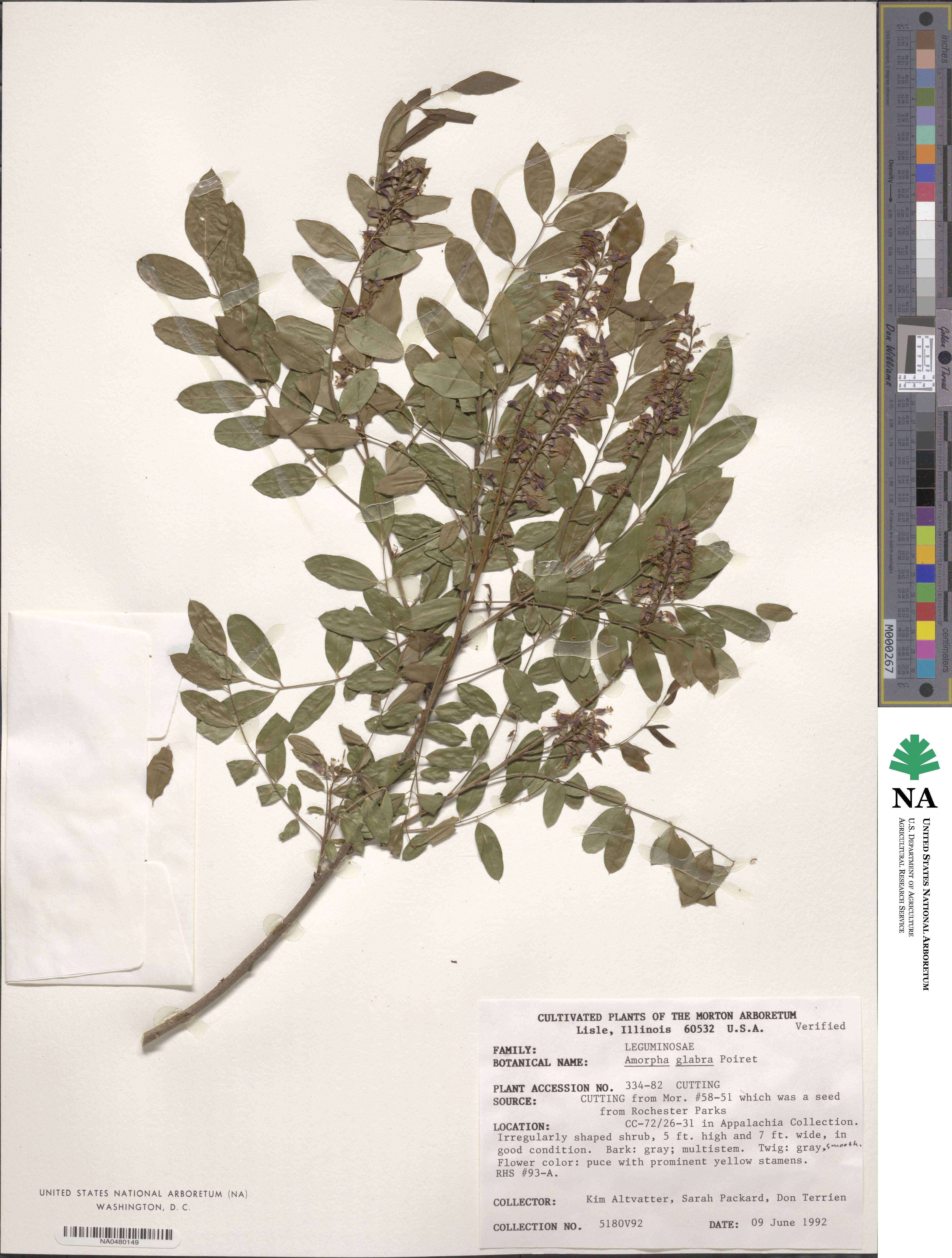 Amorpha image