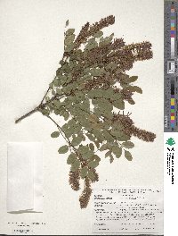 Amorpha glabra image