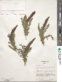 Amorpha nana image