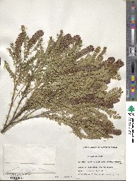 Amorpha nana image