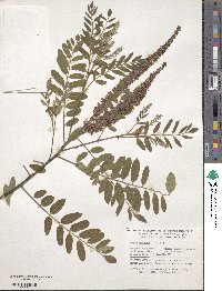 Amorpha paniculata image