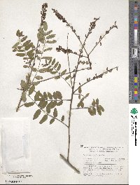 Amorpha paniculata image