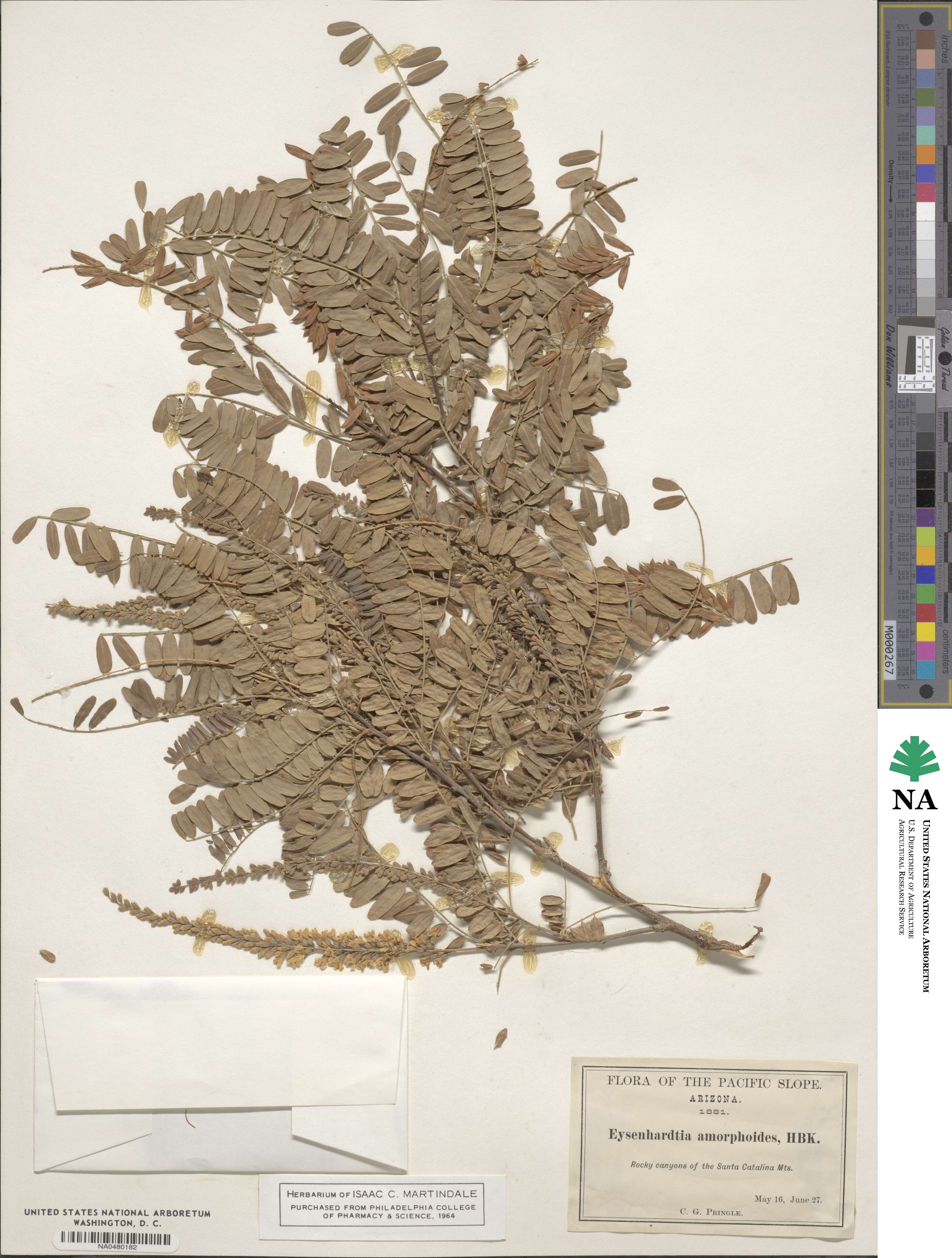 Eysenhardtia polystachya image