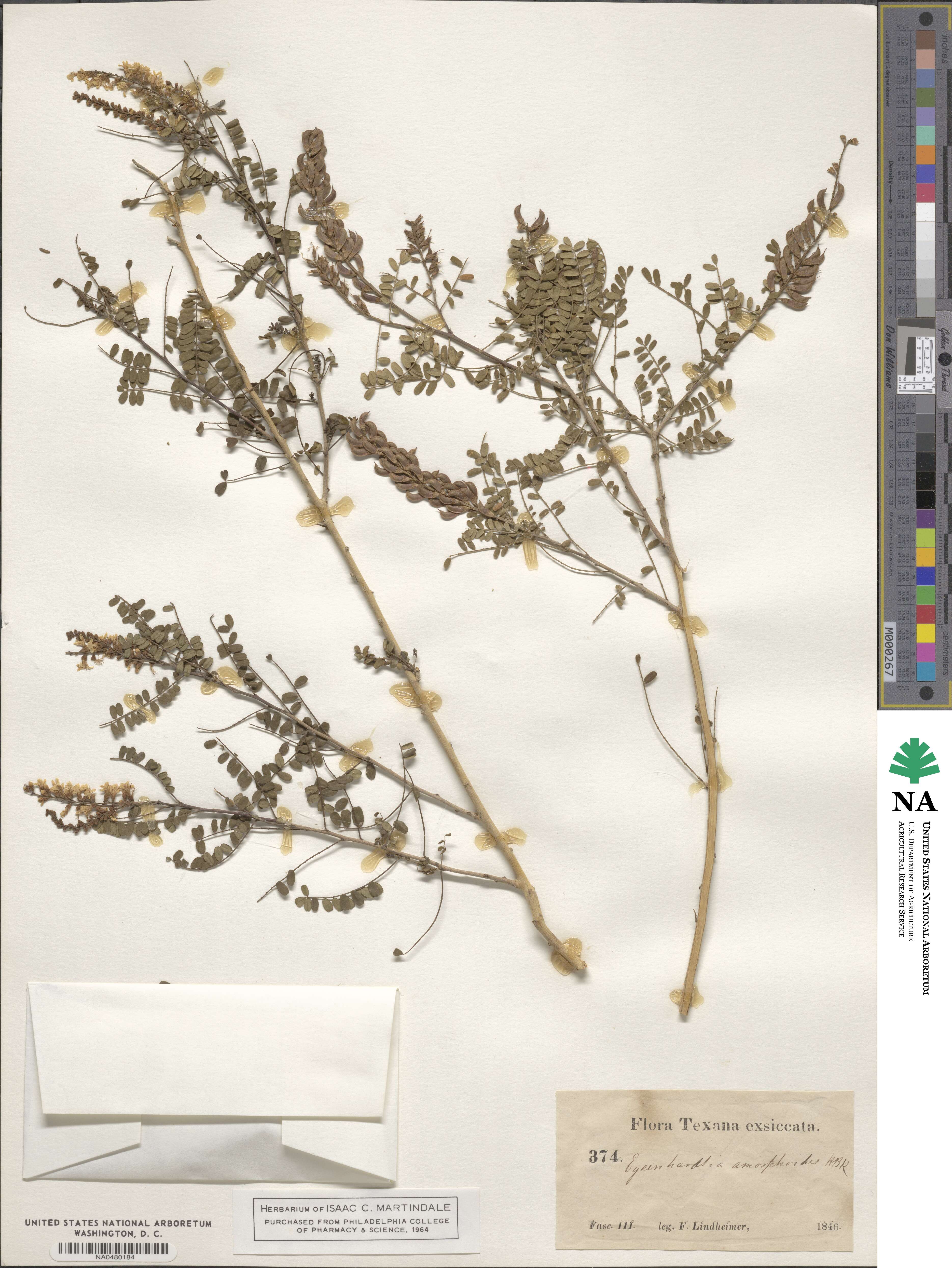 Eysenhardtia polystachya image