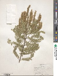 Eysenhardtia texana image