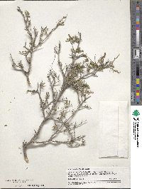 Eysenhardtia texana image