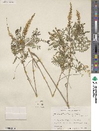 Eysenhardtia texana image