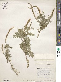 Eysenhardtia texana image