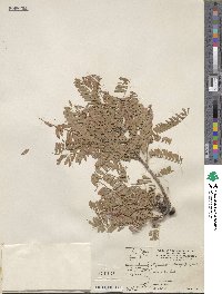 Eysenhardtia orthocarpa image