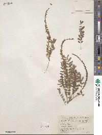 Eysenhardtia orthocarpa image