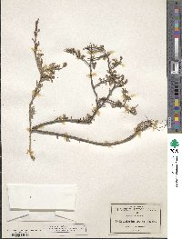 Eysenhardtia spinosa image